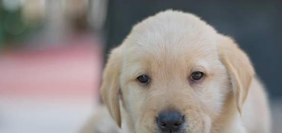 可卡犬得了犬瘟，应该如何处理？（宠物犬患上犬瘟，治疗和预防都不能少！）