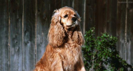 让你的可卡犬成为“狗中之王”（打造最靓丽的毛发，教你如何护理和美化可卡犬）