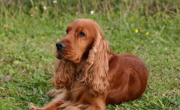 如何合理安排可卡犬玩耍时间？（以宠物为主，了解可卡犬的需求，让它们更快乐健康。）