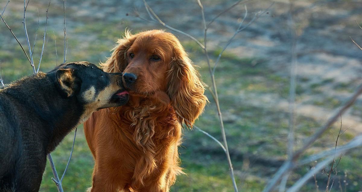 如何合理安排可卡犬玩耍时间？（以宠物为主，了解可卡犬的需求，让它们更快乐健康。）