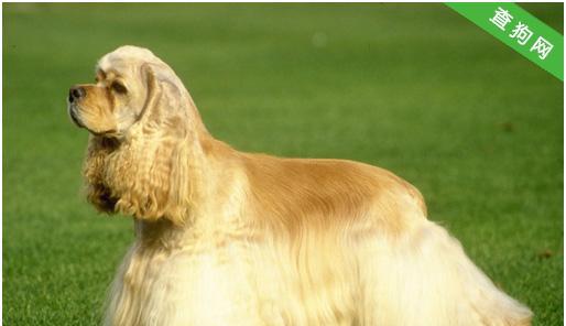 如何训练可卡犬不咬人？（宠物教育-让可爱的可卡犬成为温顺的宠物）