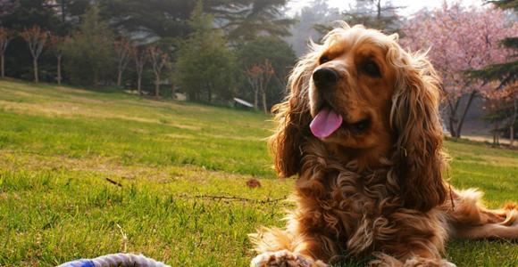 如何训练可卡犬不咬人？（宠物教育-让可爱的可卡犬成为温顺的宠物）