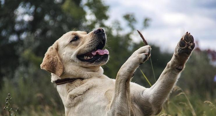 拉布拉多犬补钙的注意事项（宠物狗健康的重要保障——正确补钙）