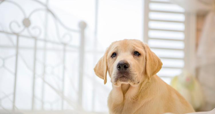 拉布拉多犬的六种形态（探索拉布拉多犬的多样化品种与特点）