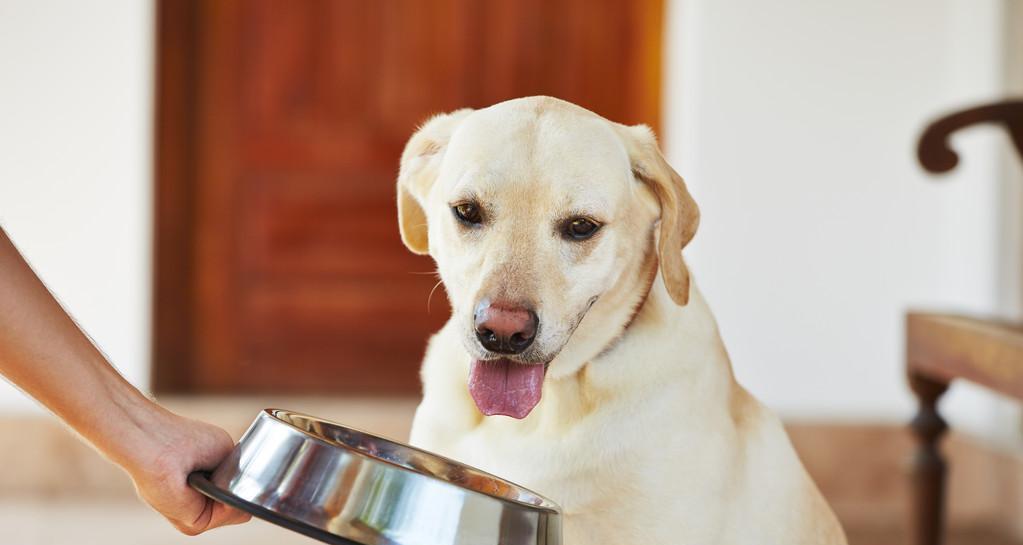 拉布拉多犬的喂食规则（全面解析拉布拉多犬的饮食需求，养好宠物从喂食开始）