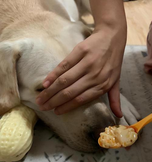 拉布拉多犬的喂食规则（全面解析拉布拉多犬的饮食需求，养好宠物从喂食开始）