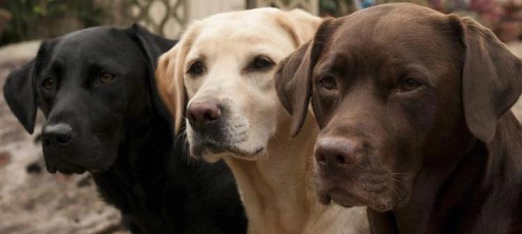 拉布拉多犬的性情能力详解（探究拉布拉多犬的性格特点、智商表现及训练方法）