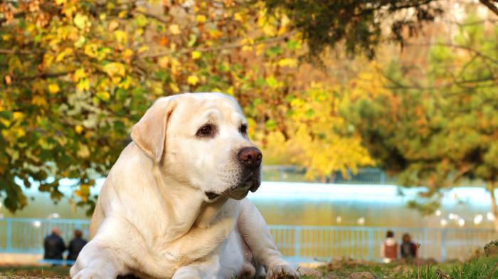 拉布拉多犬的主要用途及特点（宠物的首选伴侣，多功能工作犬）