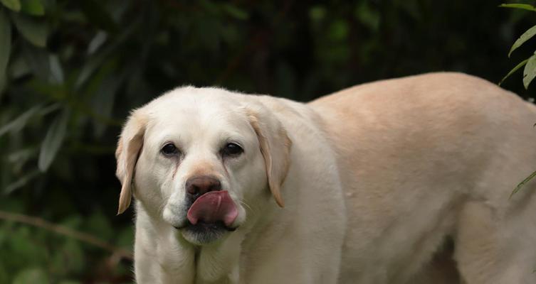 拉布拉多犬的主要用途及特点（宠物的首选伴侣，多功能工作犬）