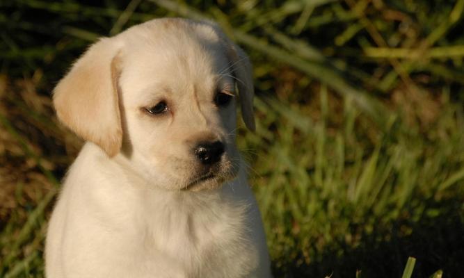 拉布拉多犬的主要用途及特点（宠物的首选伴侣，多功能工作犬）