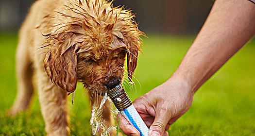 拉布拉多犬是否适合喝冰水？（宠物的健康需求与注意事项）