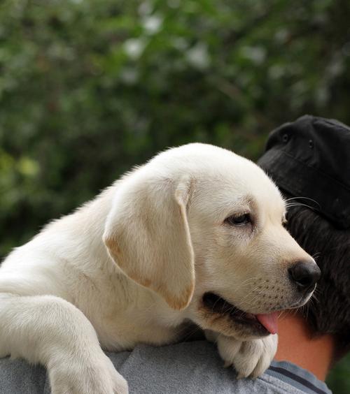 拉布拉多幼犬的养护指南（以宠物为主，让你的拉布拉多幼犬健康快乐成长）