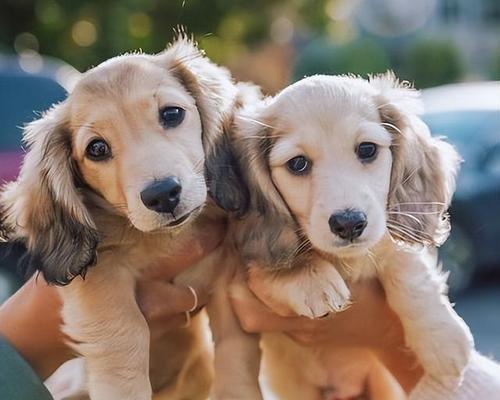 腊肠犬护理三大要点（让你成为腊肠犬的贴心家长，从宠物护理开始）