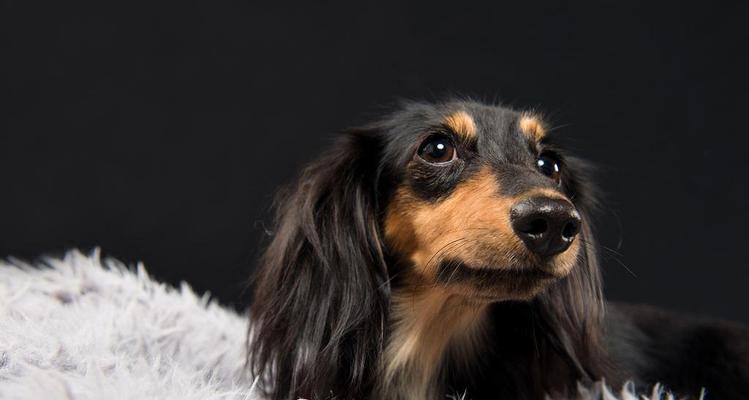 冬季腊肠犬健康饮食秘籍（宠物家长必读，让腊肠犬过一个健康快乐的冬季）