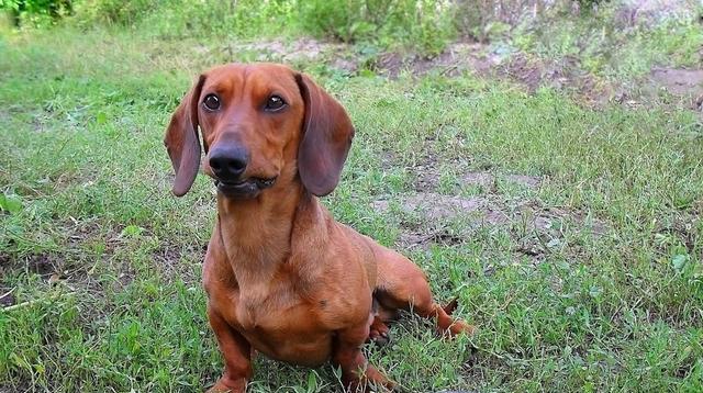 如何纠正腊肠犬扑人问题？（以宠物为主，让腊肠犬成为你的忠实伴侣）