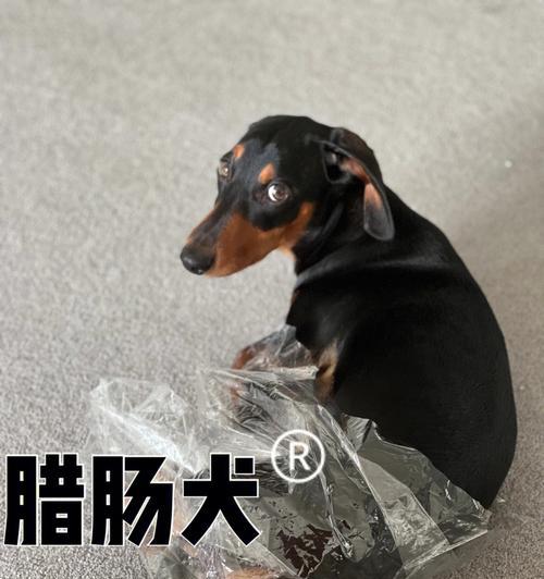 如何纠正腊肠犬扑人问题？（以宠物为主，让腊肠犬成为你的忠实伴侣）