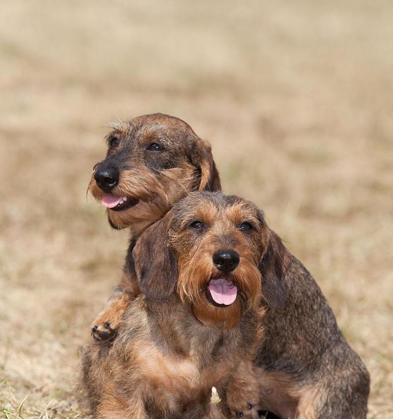 以腊肠犬停止繁育的好处（宠物健康和社会责任）