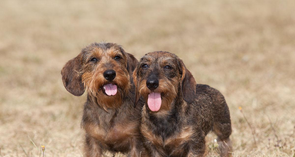 以腊肠犬停止繁育的好处（宠物健康和社会责任）