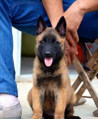 如何有效解决宠物狼青犬口臭问题（养宠必备技巧，狼青犬口臭的根源和解决方法）