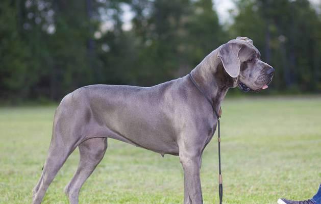 老年大丹犬的常见疾病（预防与治疗、中老年犬的健康、保障宠物幸福生活）