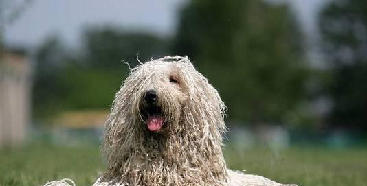 老年可蒙犬的生活指南（以宠物为主，关注衣食住行）