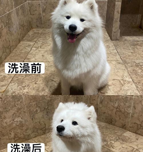 探秘秋田犬的生活习性（了解秋田犬，让你更懂宠物）