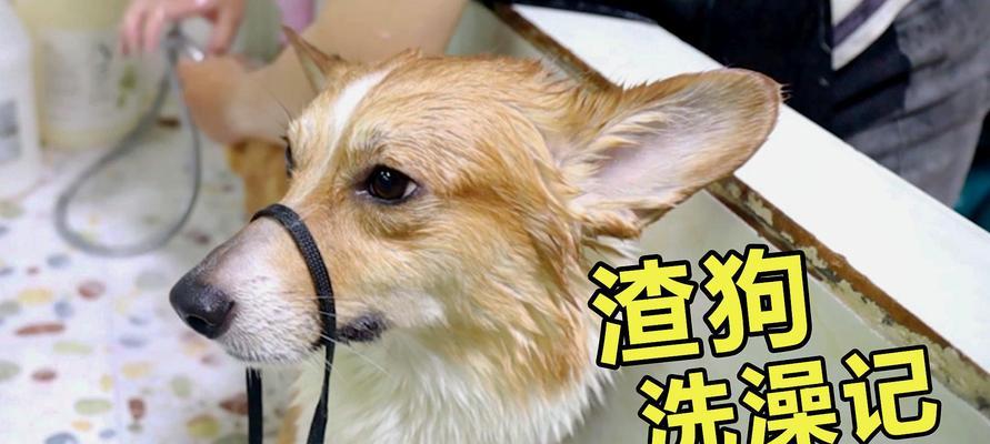 探秘秋田犬的生活习性（了解秋田犬，让你更懂宠物）