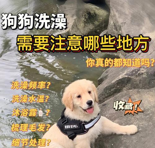 探秘秋田犬的生活习性（了解秋田犬，让你更懂宠物）