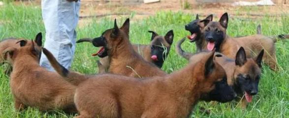 如何正确喂养两个月大的马犬（宠物犬的饮食、健康与护理）