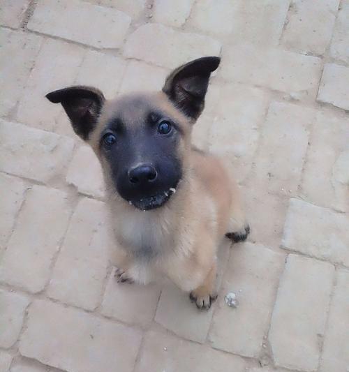 如何正确喂养两个月大的马犬（宠物犬的饮食、健康与护理）