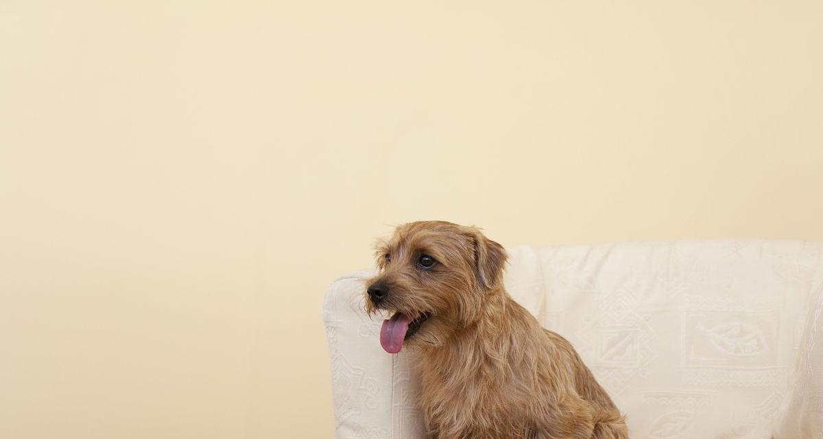 如何训练以罗福梗幼犬的寻回能力（以宠物为主，从小培养犬只的寻回本能）