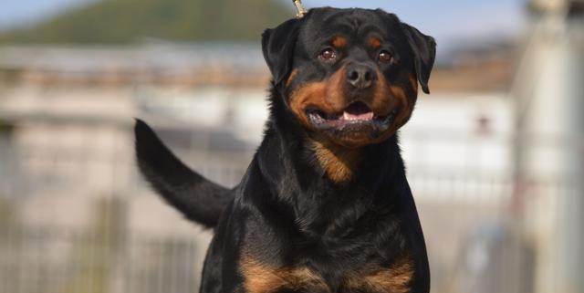 揭秘罗威纳犬拉肚子的原因（宠物健康警示）