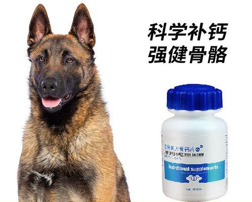 马犬缺钙怎么办？——宠物主人必知的喂养技巧（掌握这些喂养技巧，让你的马犬健康无忧）