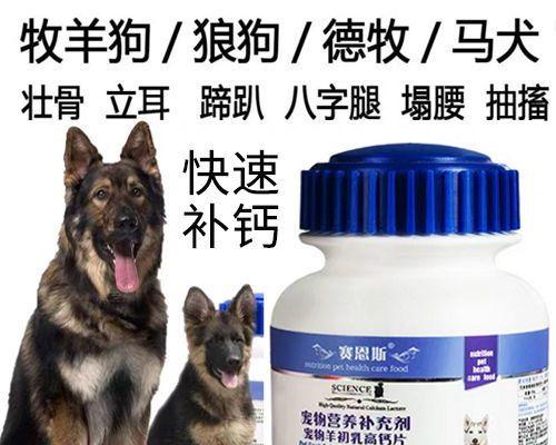 马犬缺钙怎么办？——宠物主人必知的喂养技巧（掌握这些喂养技巧，让你的马犬健康无忧）