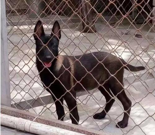 如何训练以马犬幼犬期内成为优秀宠物（针对性训练、合理饮食、科学锻炼）