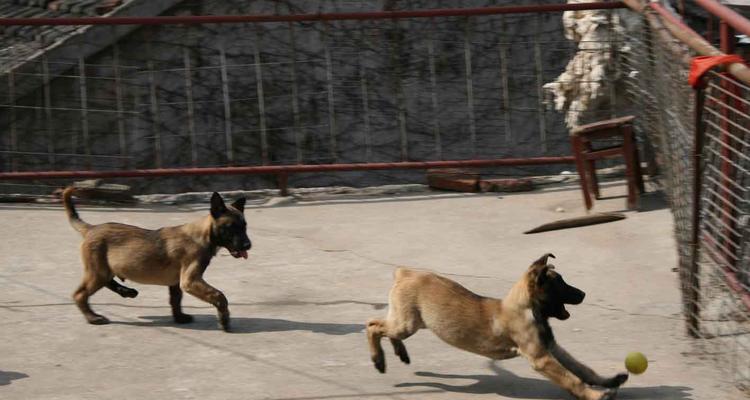 如何训练以马犬幼犬期内成为优秀宠物（针对性训练、合理饮食、科学锻炼）