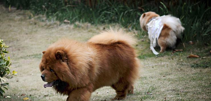 揭秘松狮犬流眼泪的真相（为什么松狮犬总是流眼泪？——泪腺问题详解）