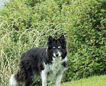 如何进行苏格兰牧羊犬的随行训练（训练技巧、注意事项以及最佳实践）