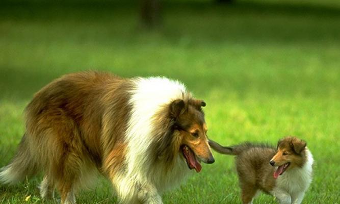 苏格兰牧羊犬与香蕉——友好的组合（宠物的健康饮食需求与营养补给）