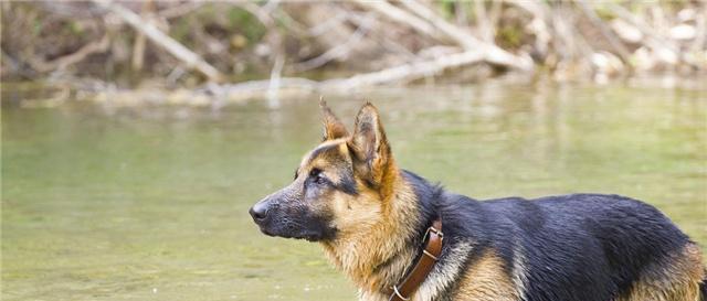 苏格兰牧羊犬与香蕉——友好的组合（宠物的健康饮食需求与营养补给）