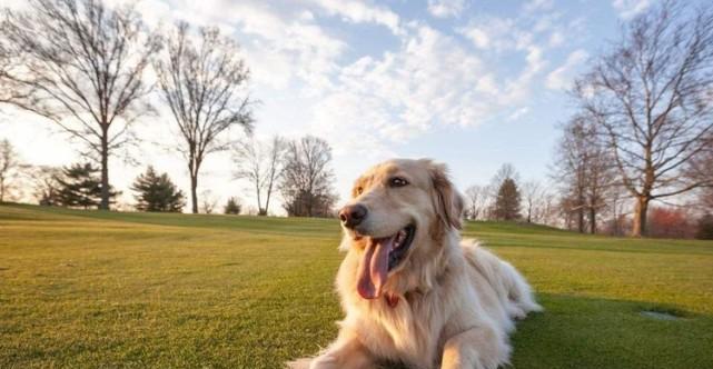 苏格兰牧羊犬与香蕉——友好的组合（宠物的健康饮食需求与营养补给）