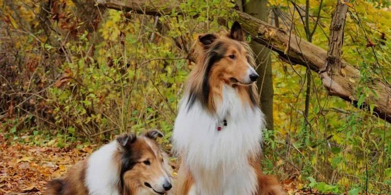 苏格兰牧羊犬穿衣服合适吗？（探究宠物着装是否符合狗狗的需要）