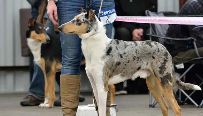 如何解决苏格兰牧羊犬脱毛问题（从饮食、护理、清洁等多方面入手，帮助宠物缓解脱毛问题）