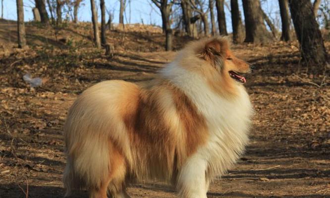 如何解决苏格兰牧羊犬的厌食问题（宠物健康的重要性）