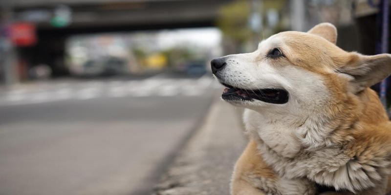 探寻威尔士柯基犬的诱人之处（了解威尔士柯基犬的特点及适合养犬者）