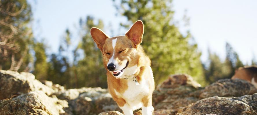 探索威尔士柯基犬的外形与性格（了解这个可爱宠物的特点与魅力，探究其养护之道）