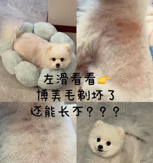 为什么不建议给狗狗剃毛？（探讨剃毛对狗狗健康的影响及如何更好地照顾宠物）