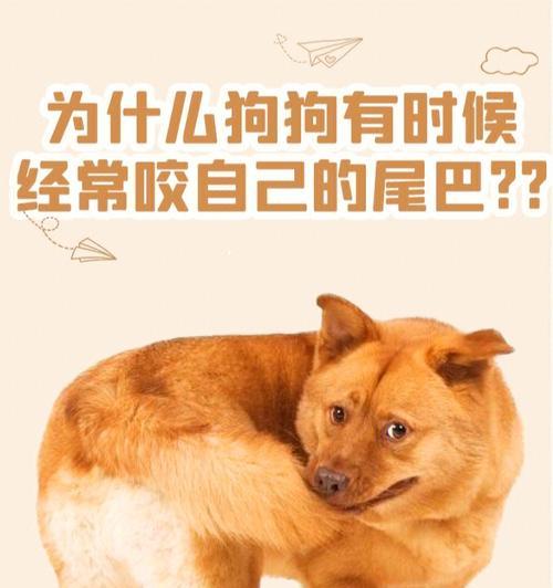 为什么有的狗狗尾巴很短？（探究狗狗尾巴长度的原因与影响）