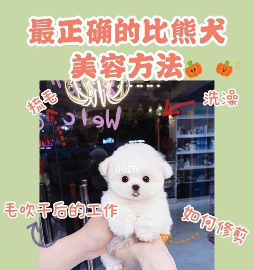 如何喂养你的比熊犬（以健康为先，让你的比熊犬生活更美好）