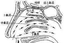 喜乐蒂牧羊犬的训练方法（掌握科学技巧，打造高素质宠物）